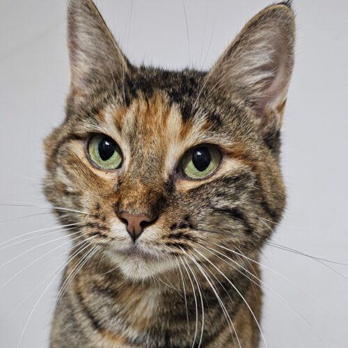 Enlarge Tabasco McSnuggles, a Adoptable Pixiebob in Biloxi, MS image 5/5