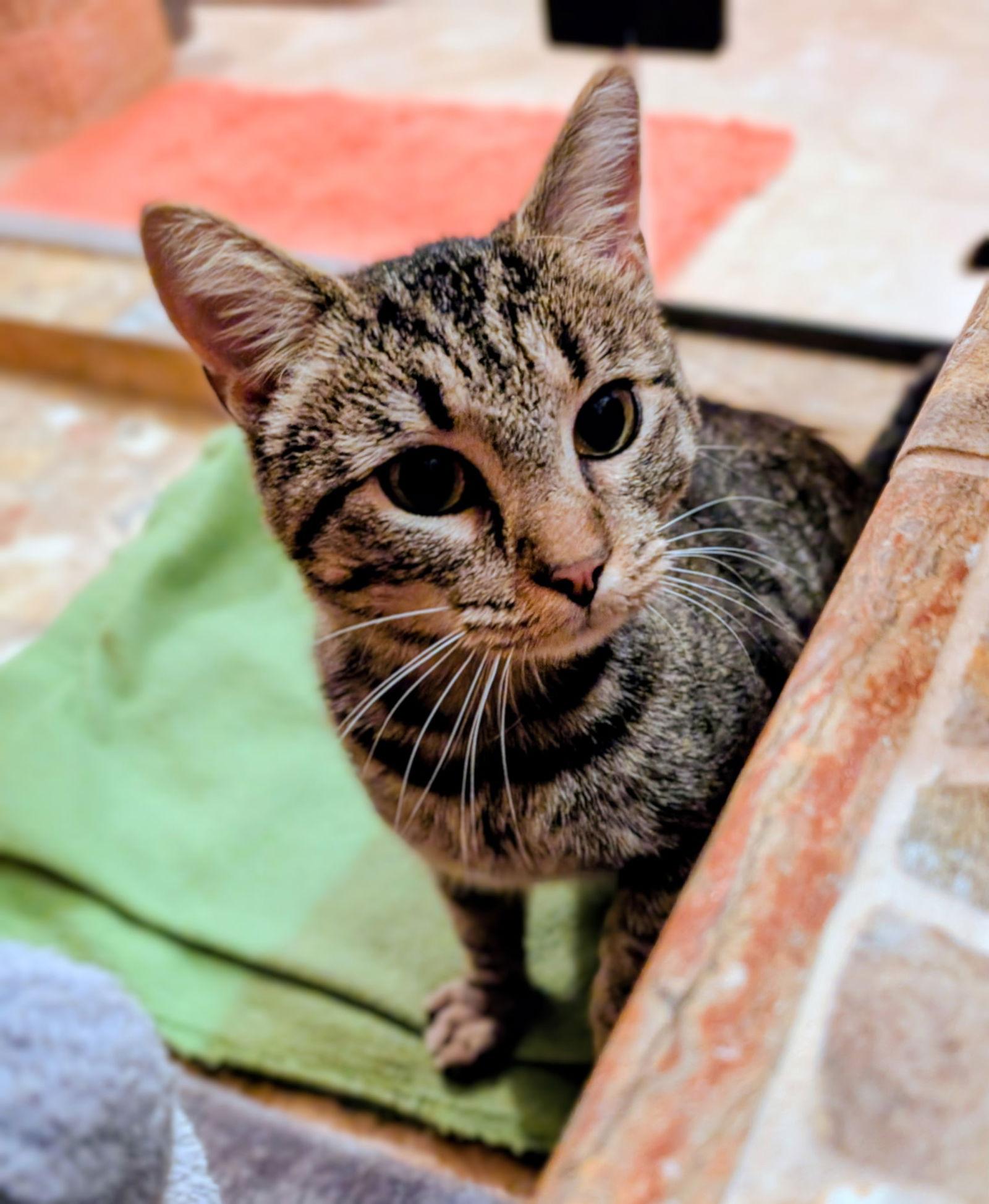 Nutmeg - Must Apply in Person !, Adoptable, Adult Female Tabby & Domestic Short Hair.