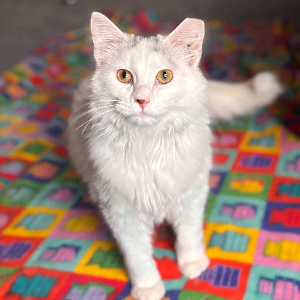 Enlarge Marvin, a Adoptable Domestic Long Hair in Nashville, IN image 2/6