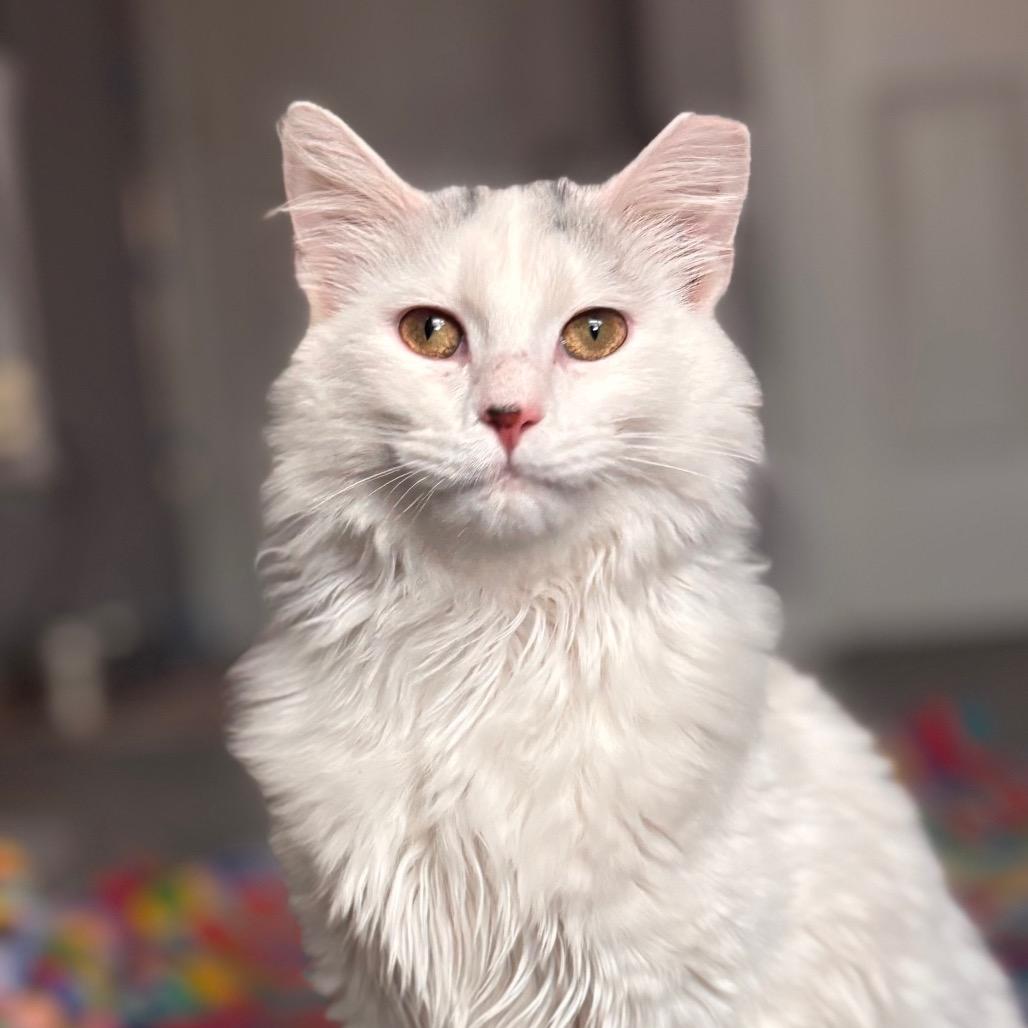 Enlarge Marvin, a Adoptable Domestic Long Hair in Nashville, IN image 3/6