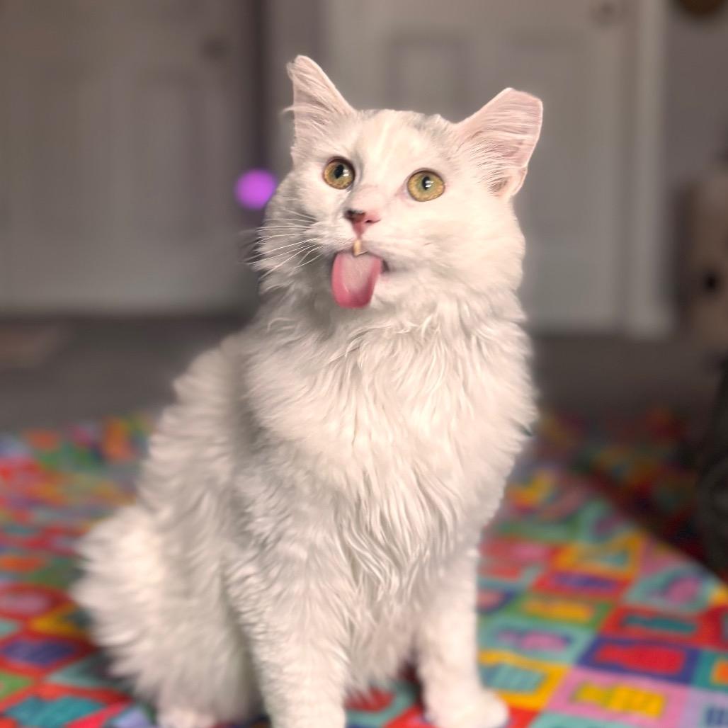 Enlarge Marvin, a Adoptable Domestic Long Hair in Nashville, IN image 4/6