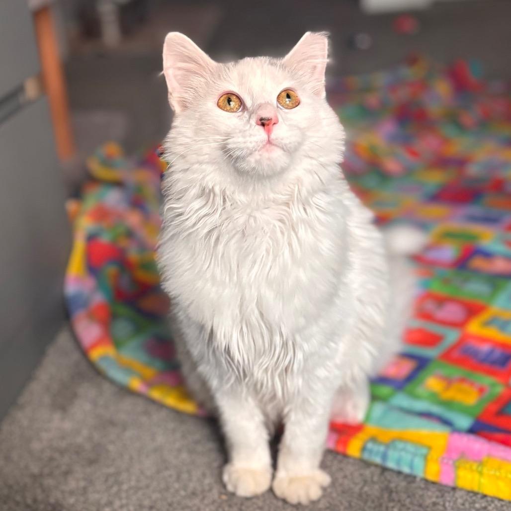 Enlarge Marvin, a Adoptable Domestic Long Hair in Nashville, IN image 5/6