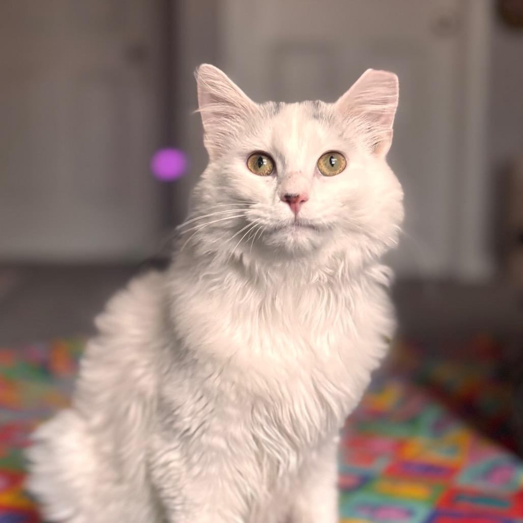 Enlarge Marvin, a Adoptable Domestic Long Hair in Nashville, IN image 6/6