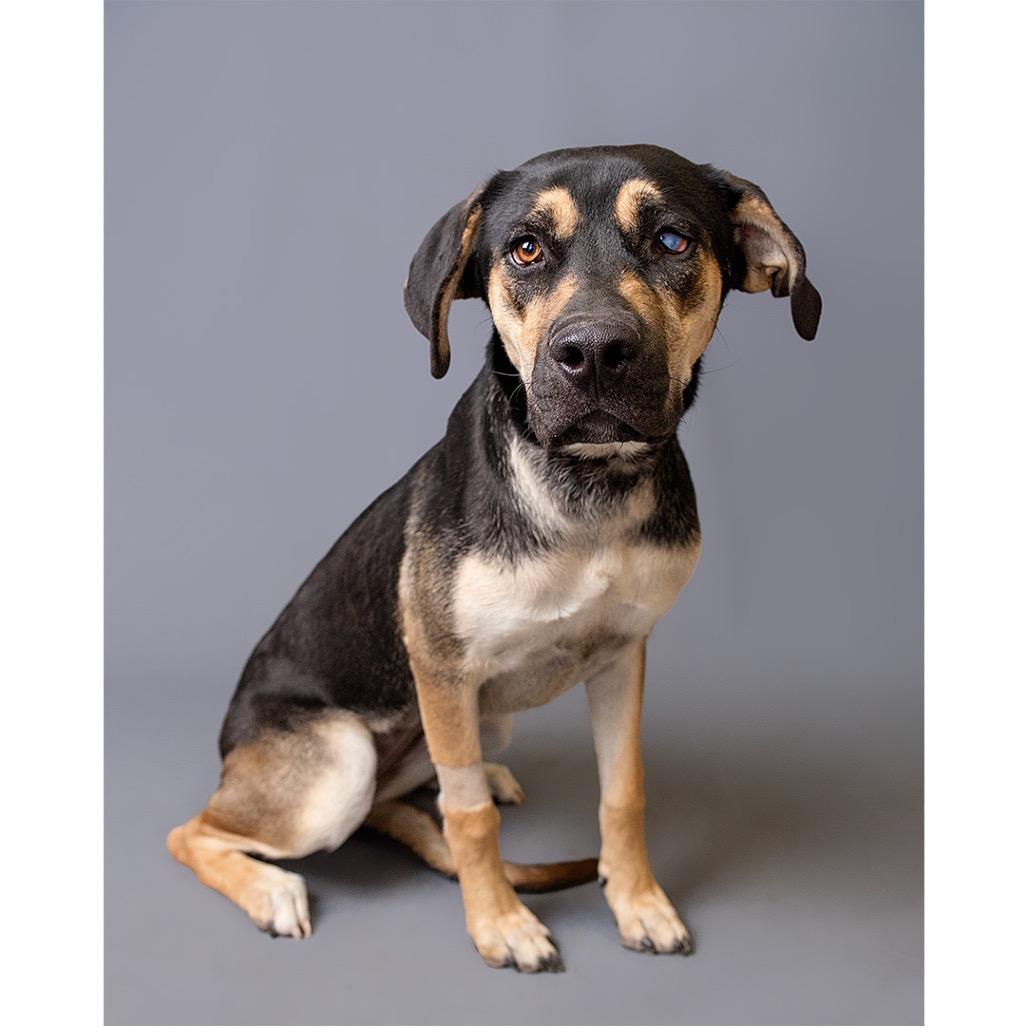 Little Girl, Adoptable, Adult Female Mixed Breed.