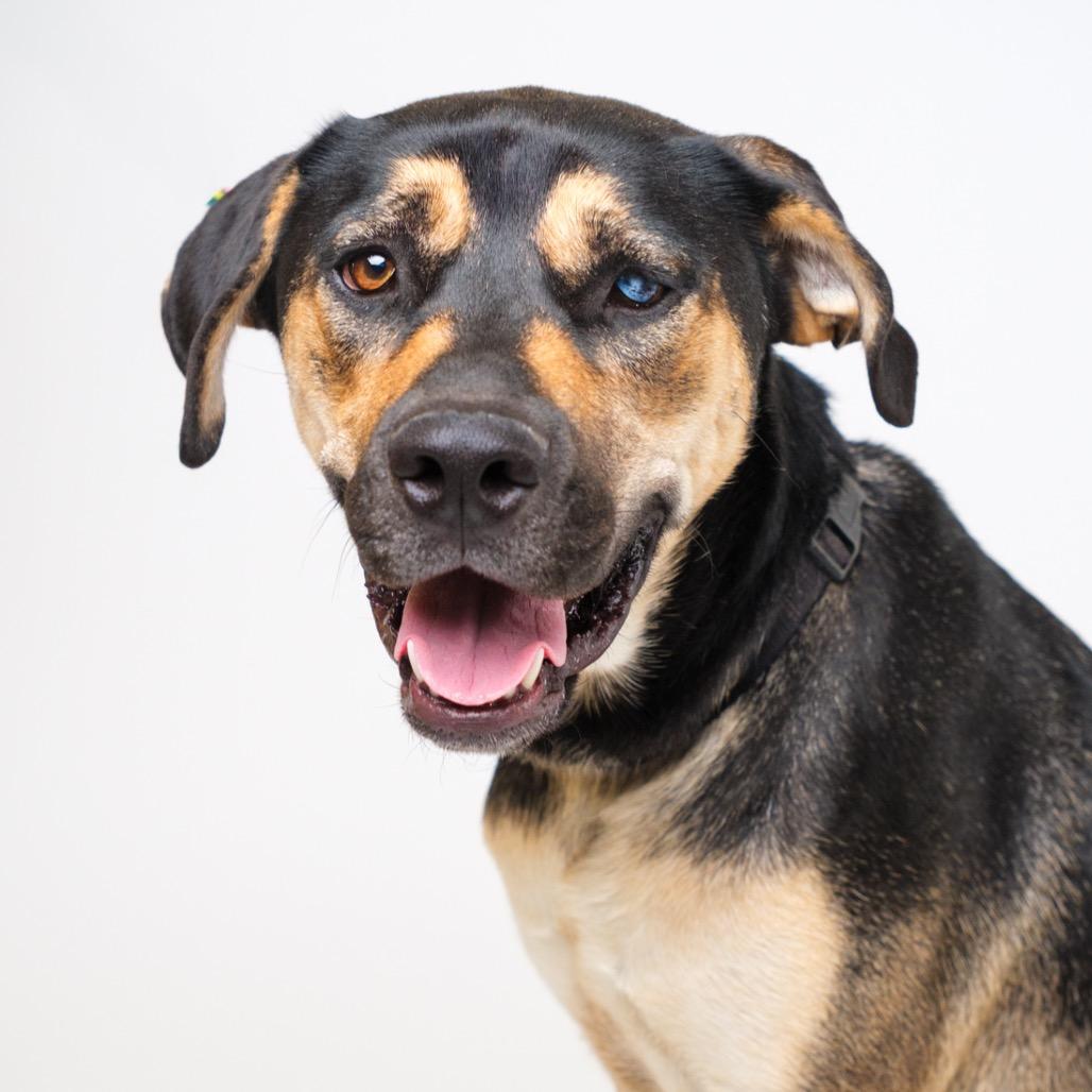 Enlarge Little Girl, a Adoptable Mixed Breed in Palm Springs, CA image 1/6
