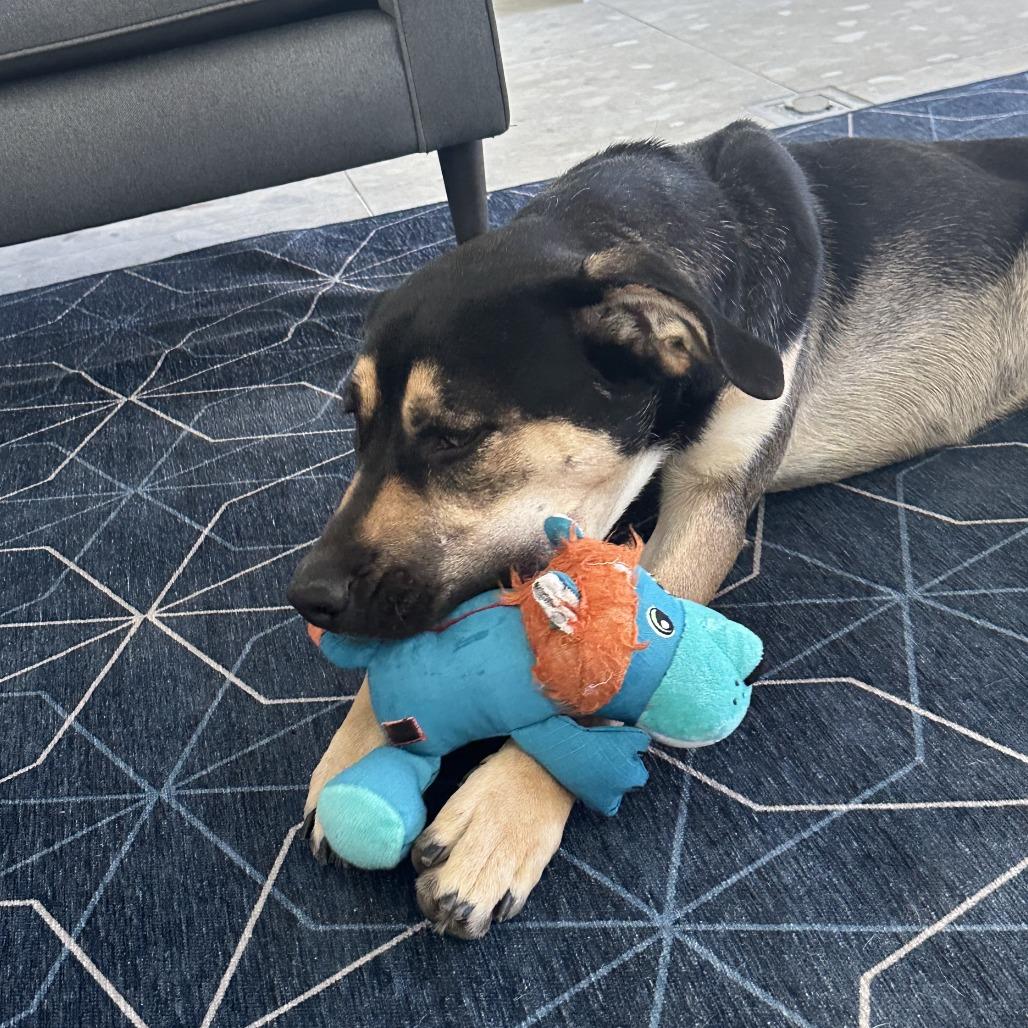 Enlarge Little Girl, a Adoptable Mixed Breed in Palm Springs, CA image 3/6