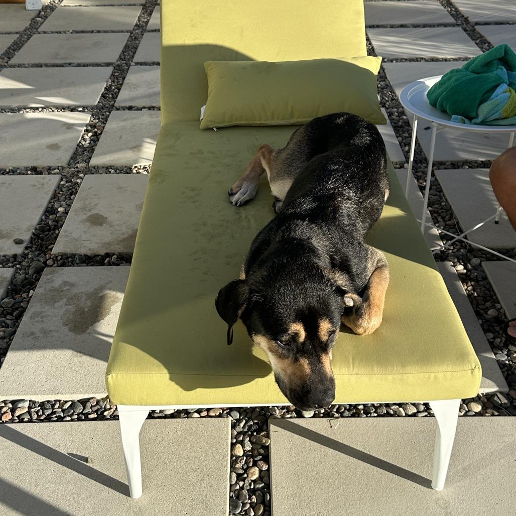 Enlarge Little Girl, a Adoptable Mixed Breed in Palm Springs, CA image 3/6