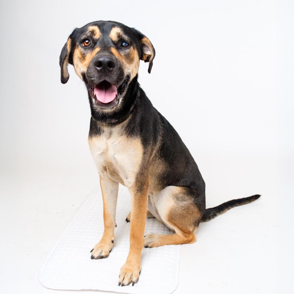 Enlarge Little Girl, a Adoptable Mixed Breed in Palm Springs, CA image 4/6