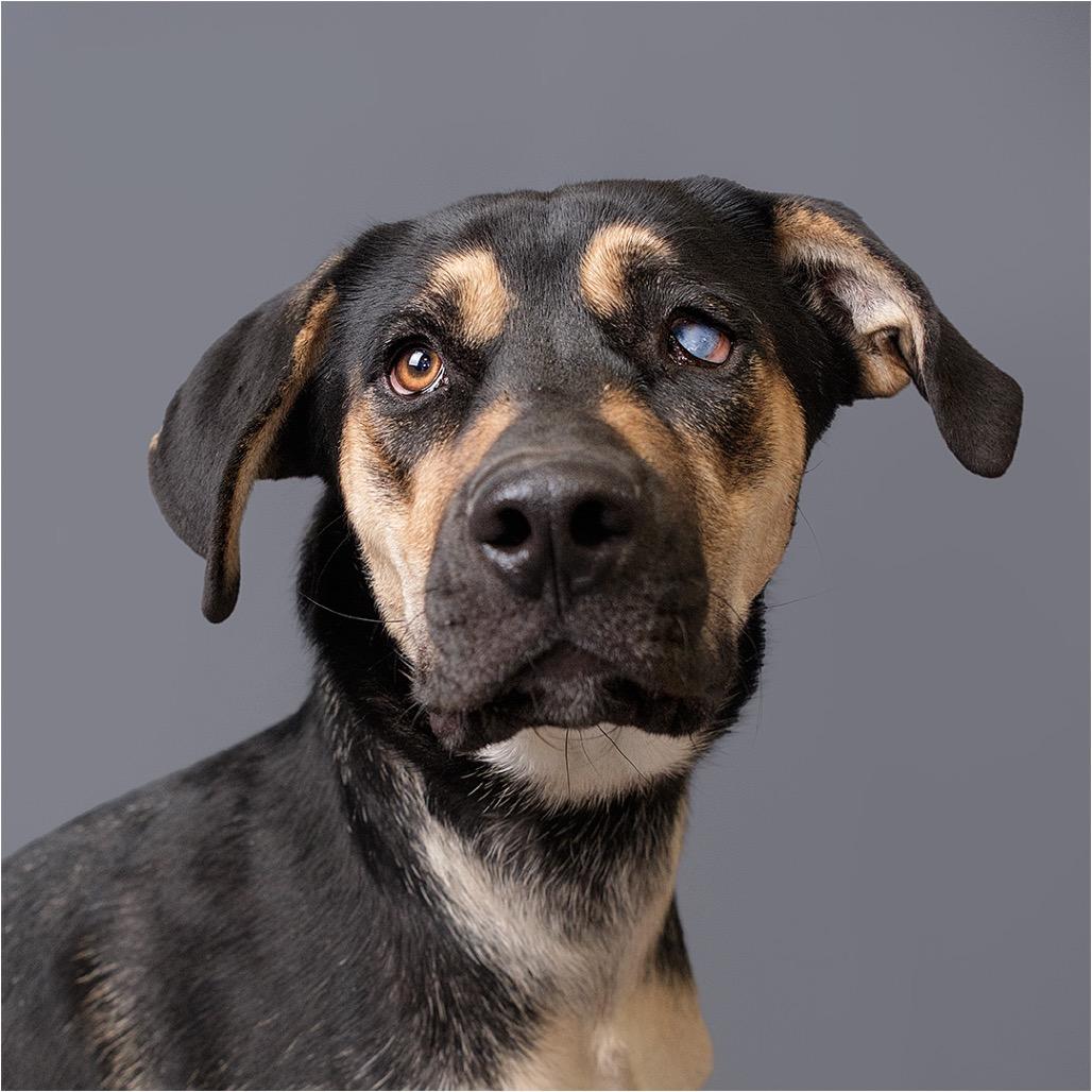 Enlarge Little Girl, a Adoptable Mixed Breed in Palm Springs, CA image 5/6