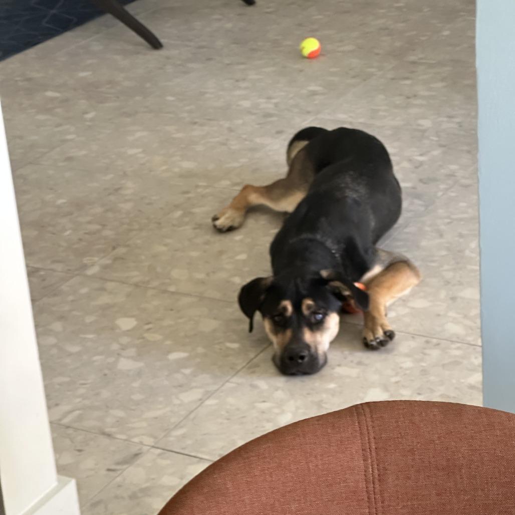 Enlarge Little Girl, a Adoptable Mixed Breed in Palm Springs, CA image 5/5