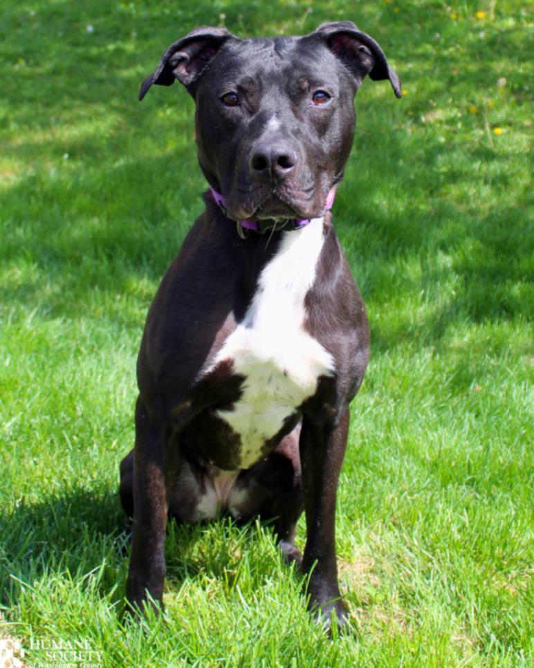 MILLIE, Adoptable, Adult Female Pit Bull Terrier.