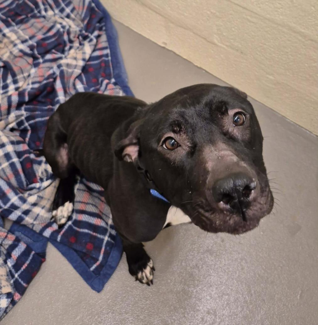 Enlarge MILLIE, a Adoptable Pit Bull Terrier in Hagerstown, MD image 1/1