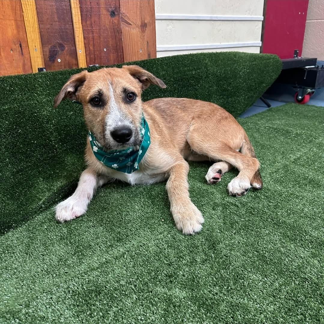 Enlarge Diego, a Adoptable mixed breed in Minneapolis , MN image 5/6