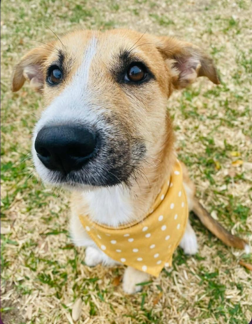 Enlarge Diego, a Adoptable mixed breed in Minneapolis , MN image 1/6