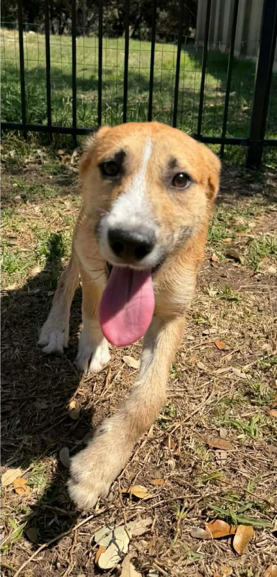 Enlarge Diego, a Adoptable mixed breed in Minneapolis , MN image 3/6