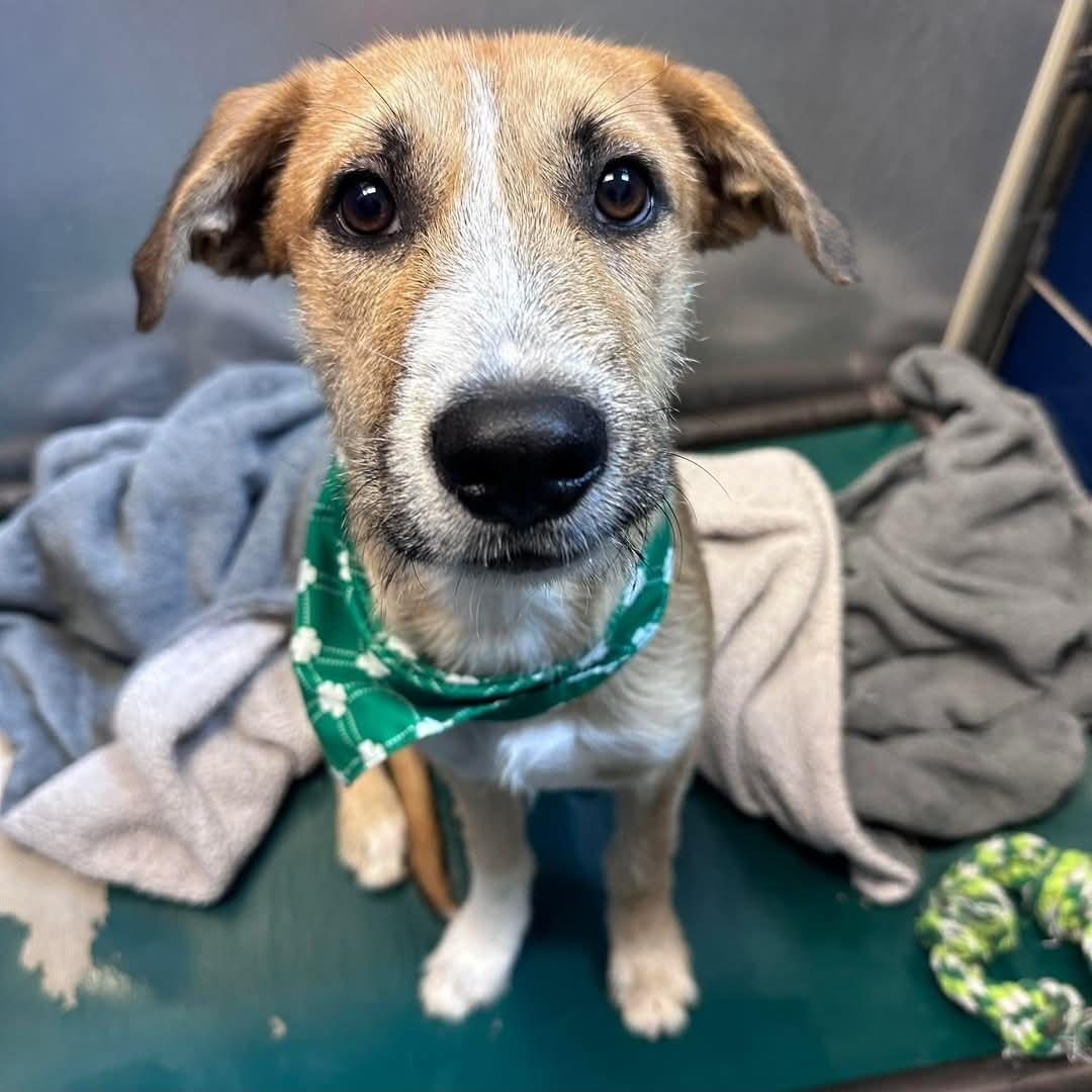 Enlarge Diego, a Adoptable mixed breed in Minneapolis , MN image 6/6