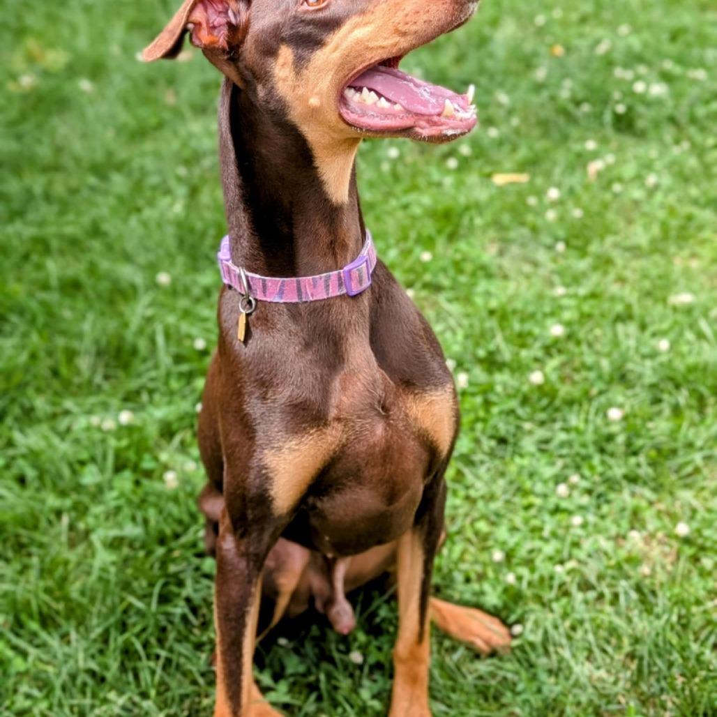 7824 Porkchop, Adoptable, Adult Male Doberman Pinscher.