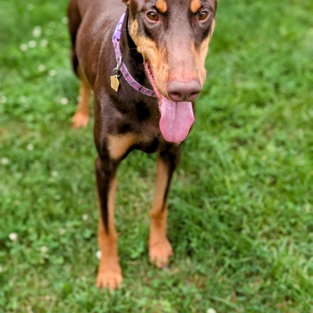 Enlarge 7824 Porkchop, a Adoptable Doberman Pinscher in Sandown, NH image 2/4