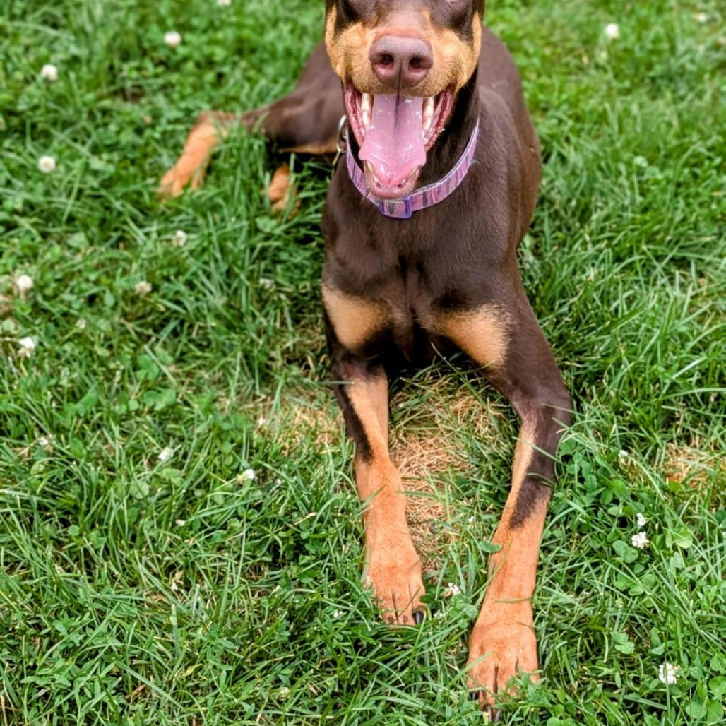 Enlarge 7824 Porkchop, a Adoptable Doberman Pinscher in Sandown, NH image 3/4