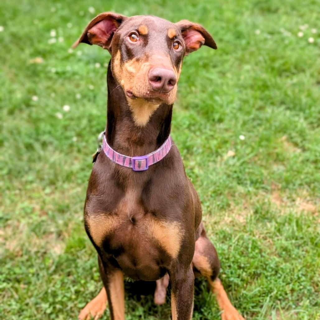 Enlarge 7824 Porkchop, a Adoptable Doberman Pinscher in Sandown, NH image 4/4