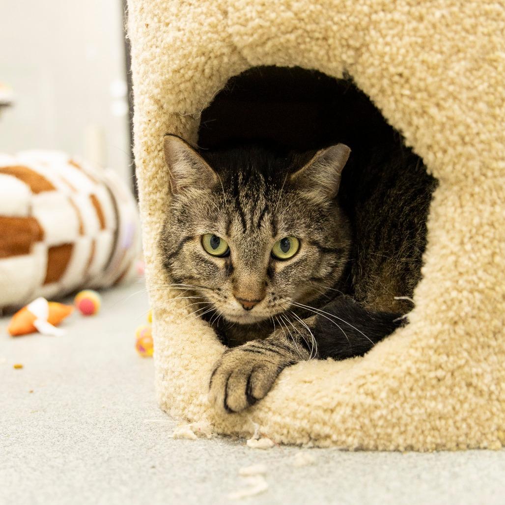 Enlarge Linus, a Adoptable Domestic Short Hair in Gainesville, FL image 1/3