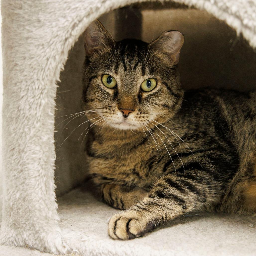 Enlarge Linus, a Adoptable Domestic Short Hair in Gainesville, FL image 2/3