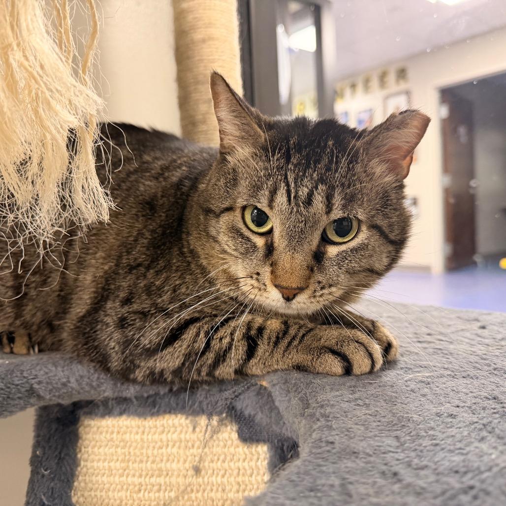 Enlarge Linus, a Adoptable Domestic Short Hair in Gainesville, FL image 3/3