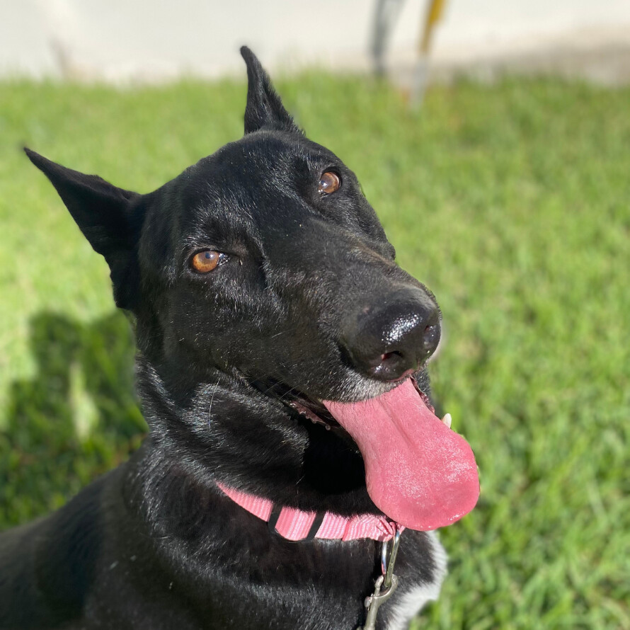 Dog for adoption Lucero, a German Shepherd Dog & Black Labrador
