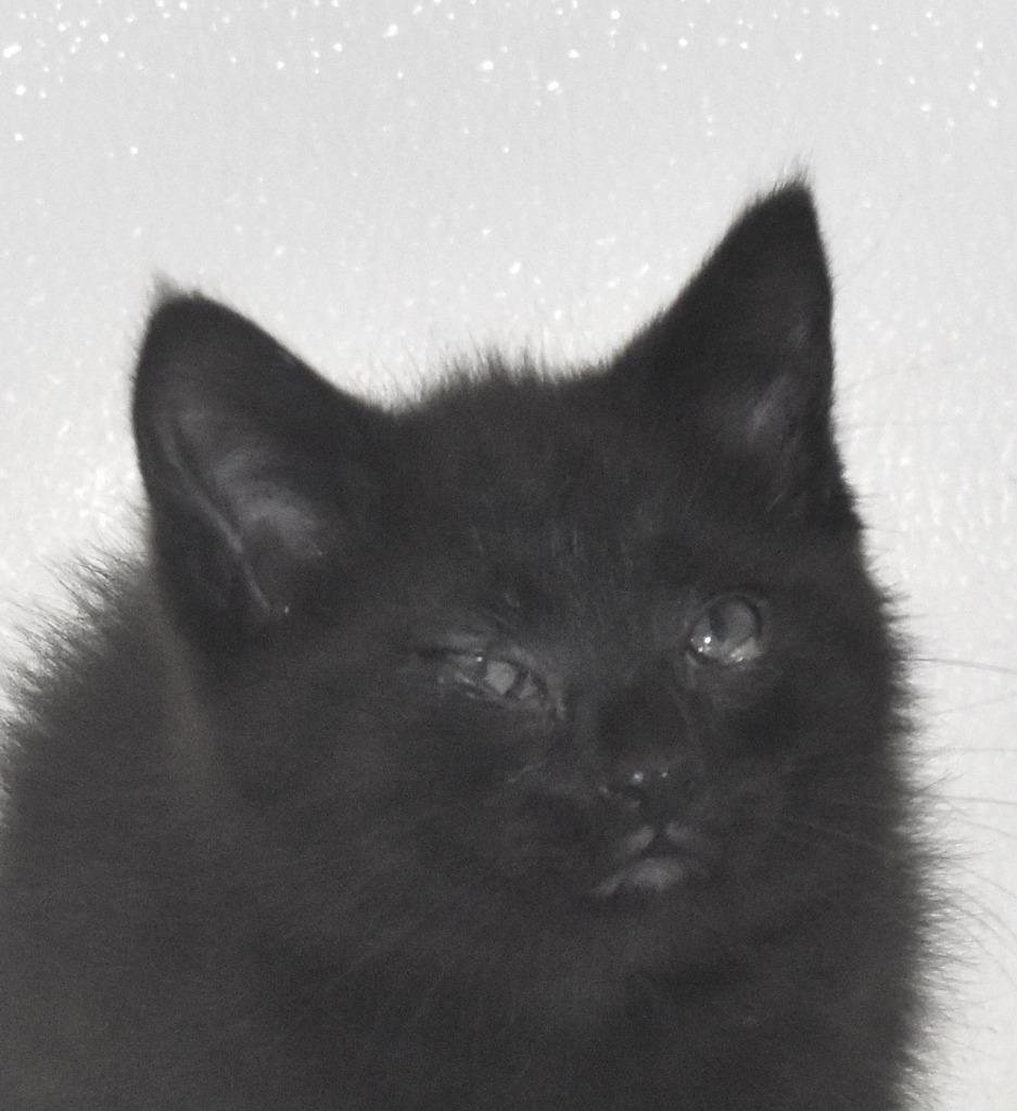 Pistachio, a Adoptable mixed breed in Springfield, OH image 2/3