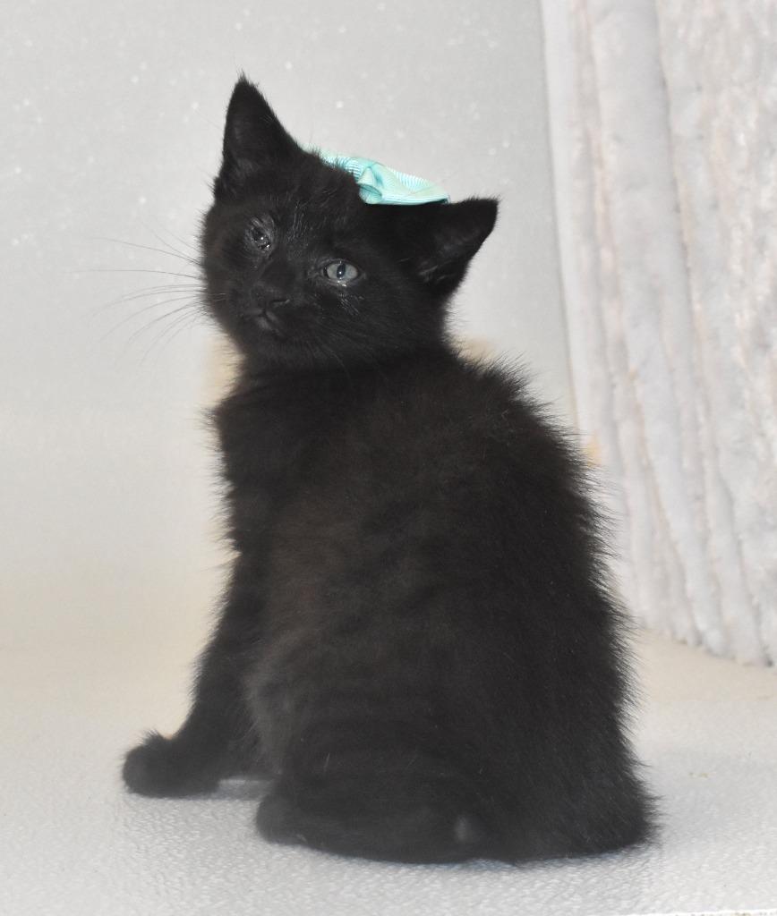 Pistachio, a Adoptable mixed breed in Springfield, OH image 3/3