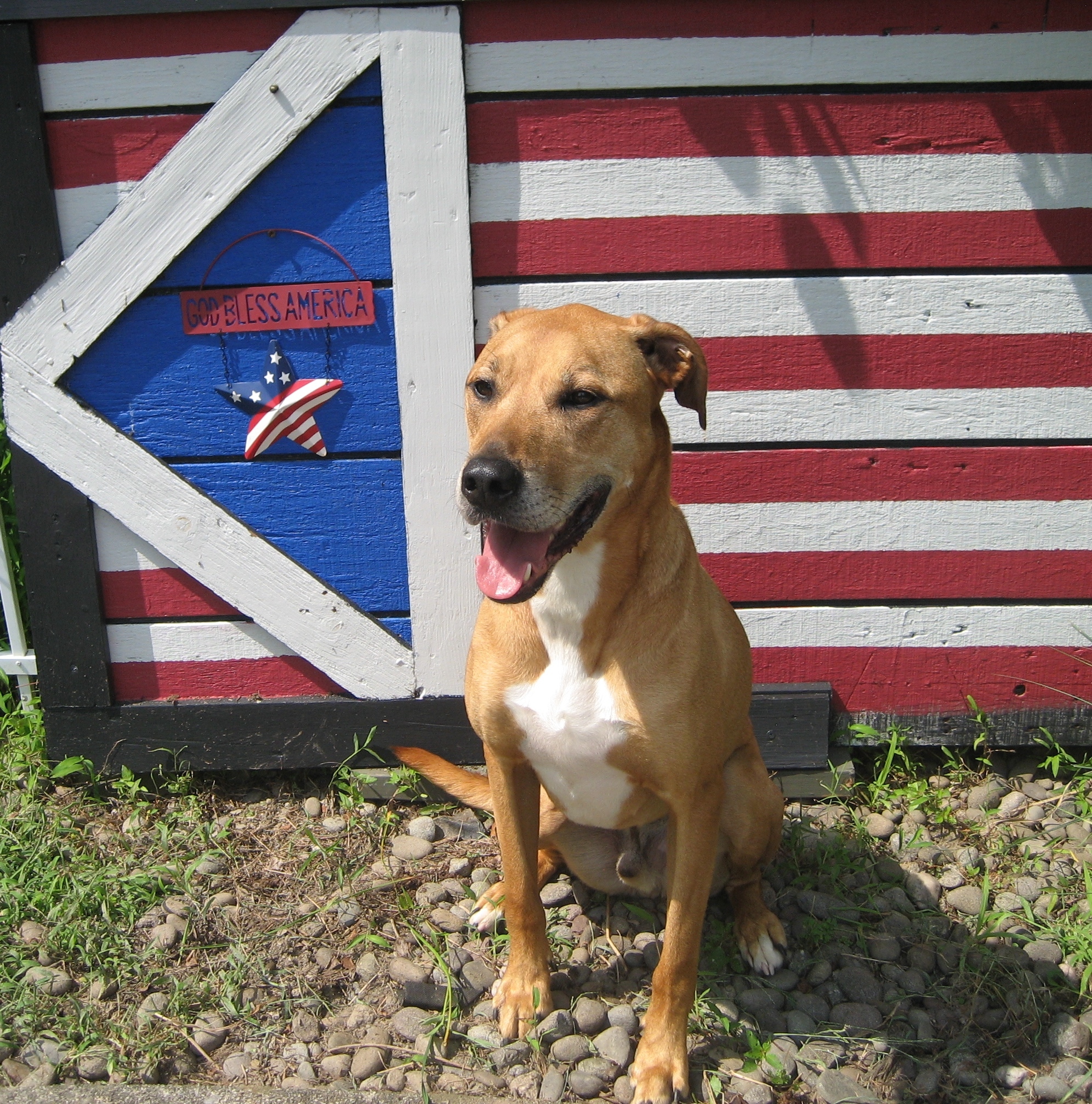 BlueBarry, an adoptable Labrador Retriever, Hound in Montclair, NJ, 07043 | Photo Image 1