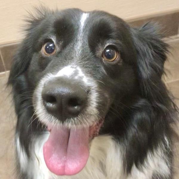 Tony -- Bonded Buddy With Lucy, Adoptable, Adult Male Australian Shepherd.
