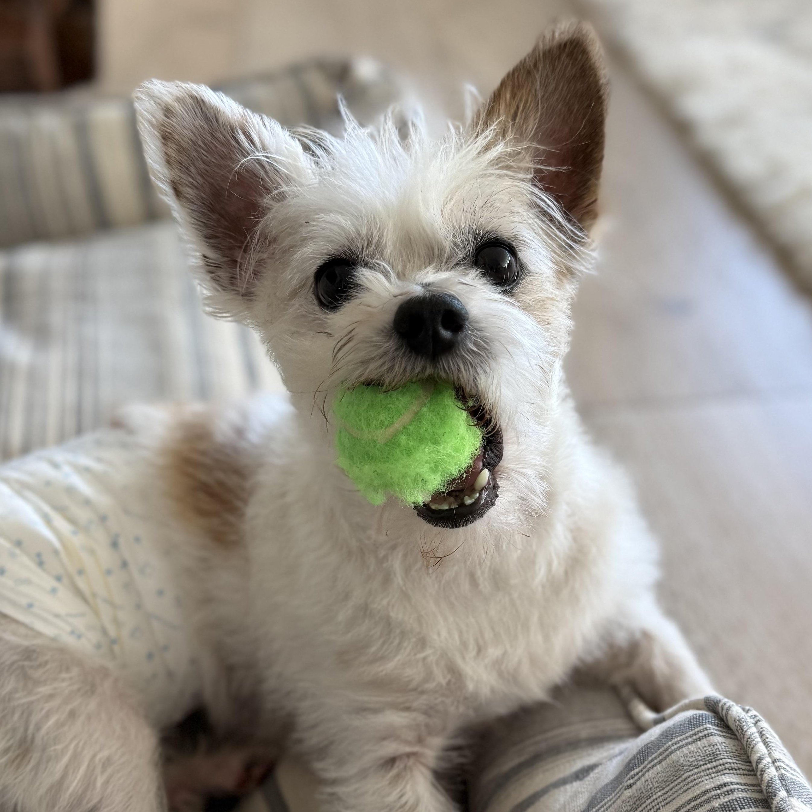 Benny, Adopted, Adult Male Yorkshire Terrier & Cairn Terrier.