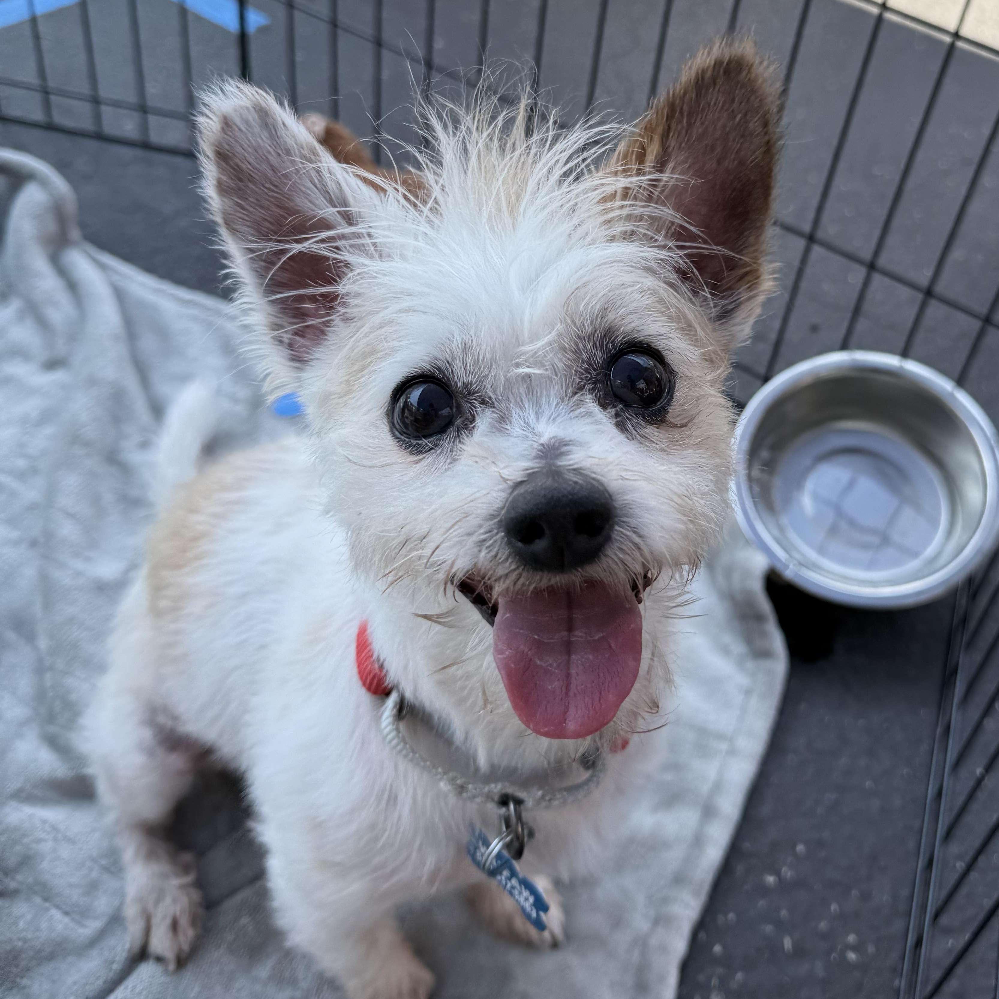 Benny, a Adopted mixed breed in Los Angeles, CA image 2/4