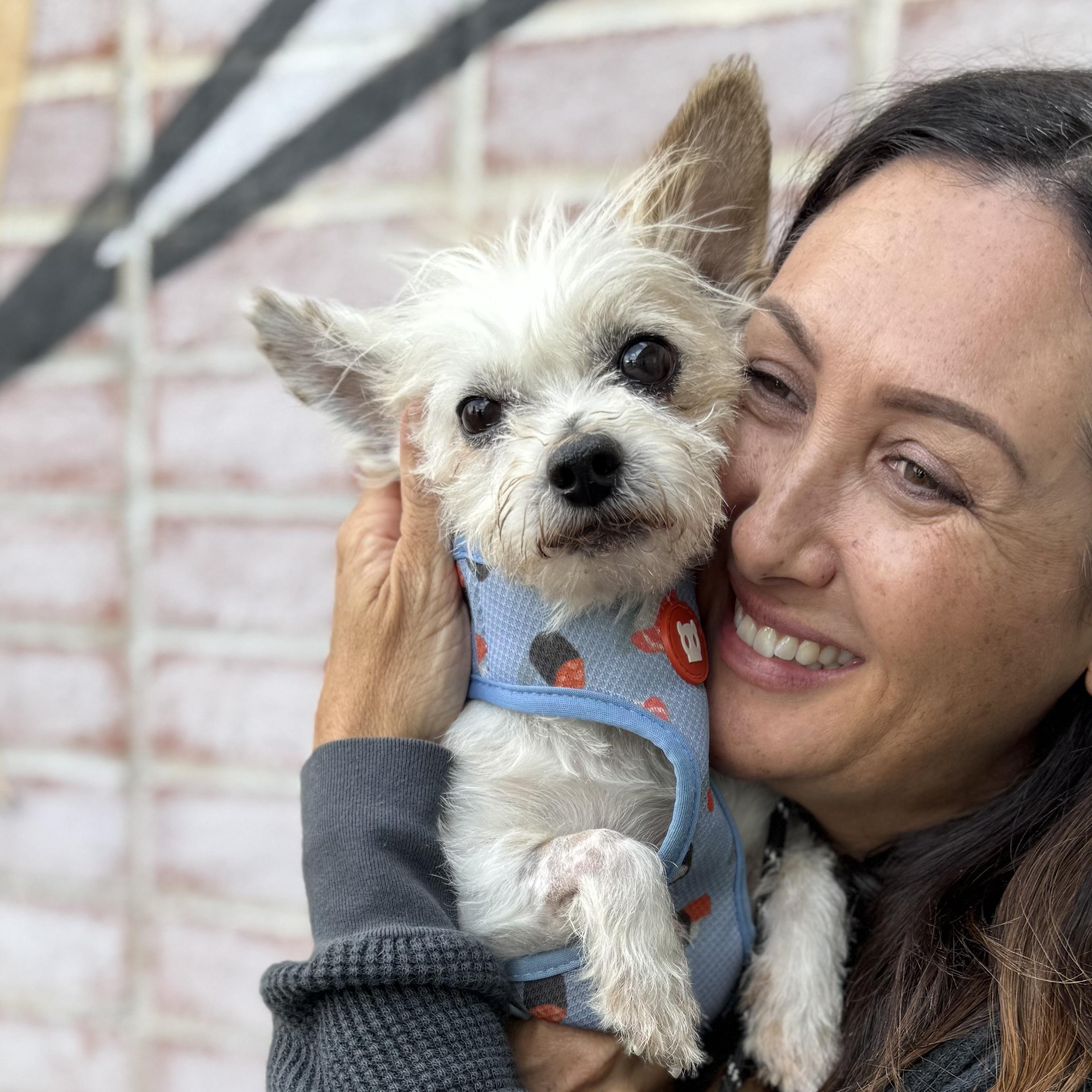 Benny, a Adopted mixed breed in Los Angeles, CA image 3/4