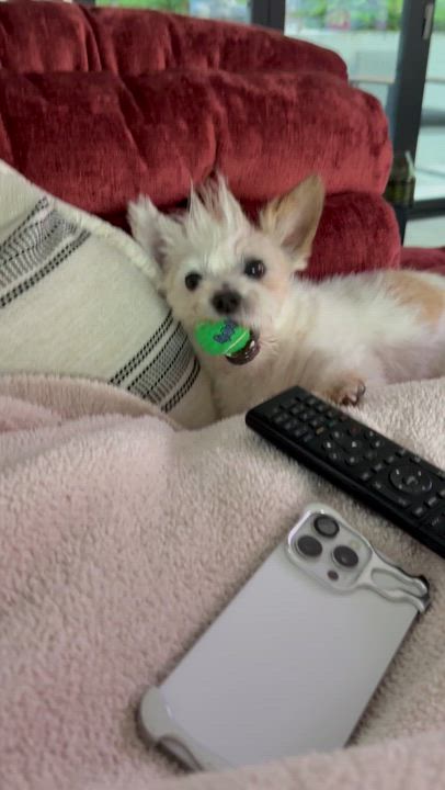 Enlarge Benny, a Adopted mixed breed in Los Angeles, CA video 4/4