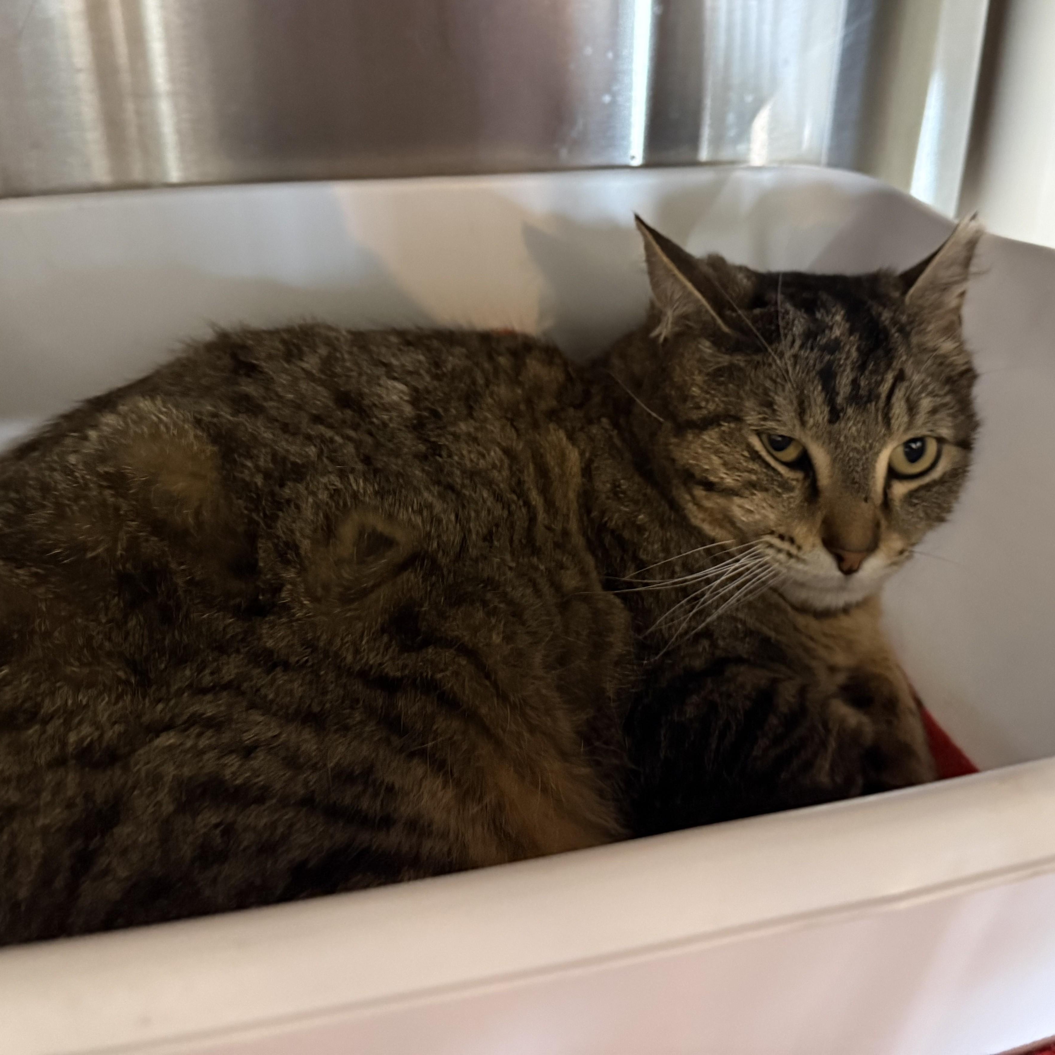 FUDGE, ADOPTABLE, Young Male Domestic Short Hair.