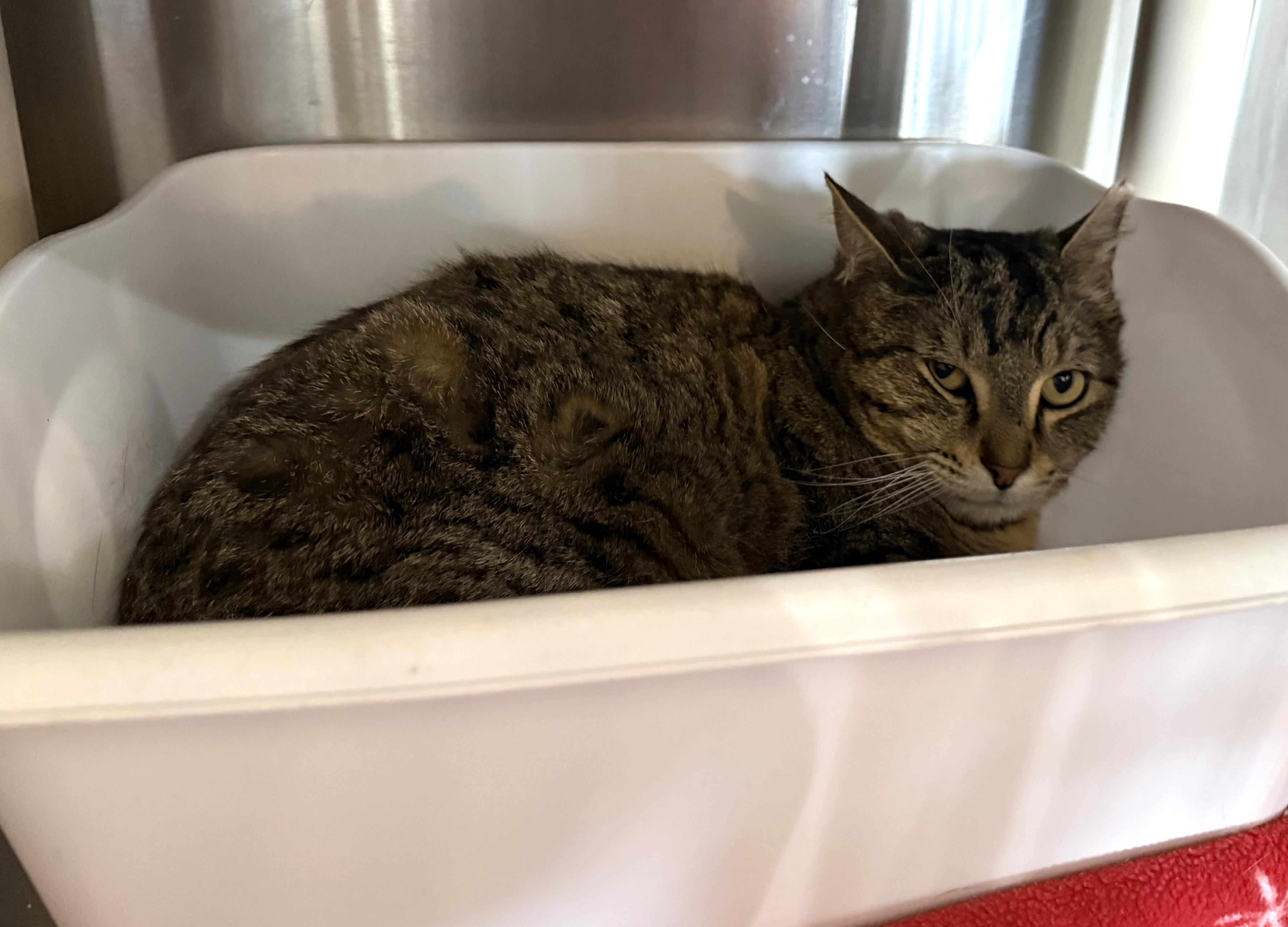 FUDGE, a ADOPTABLE Domestic Short Hair in La Crescent, MN image 2/2