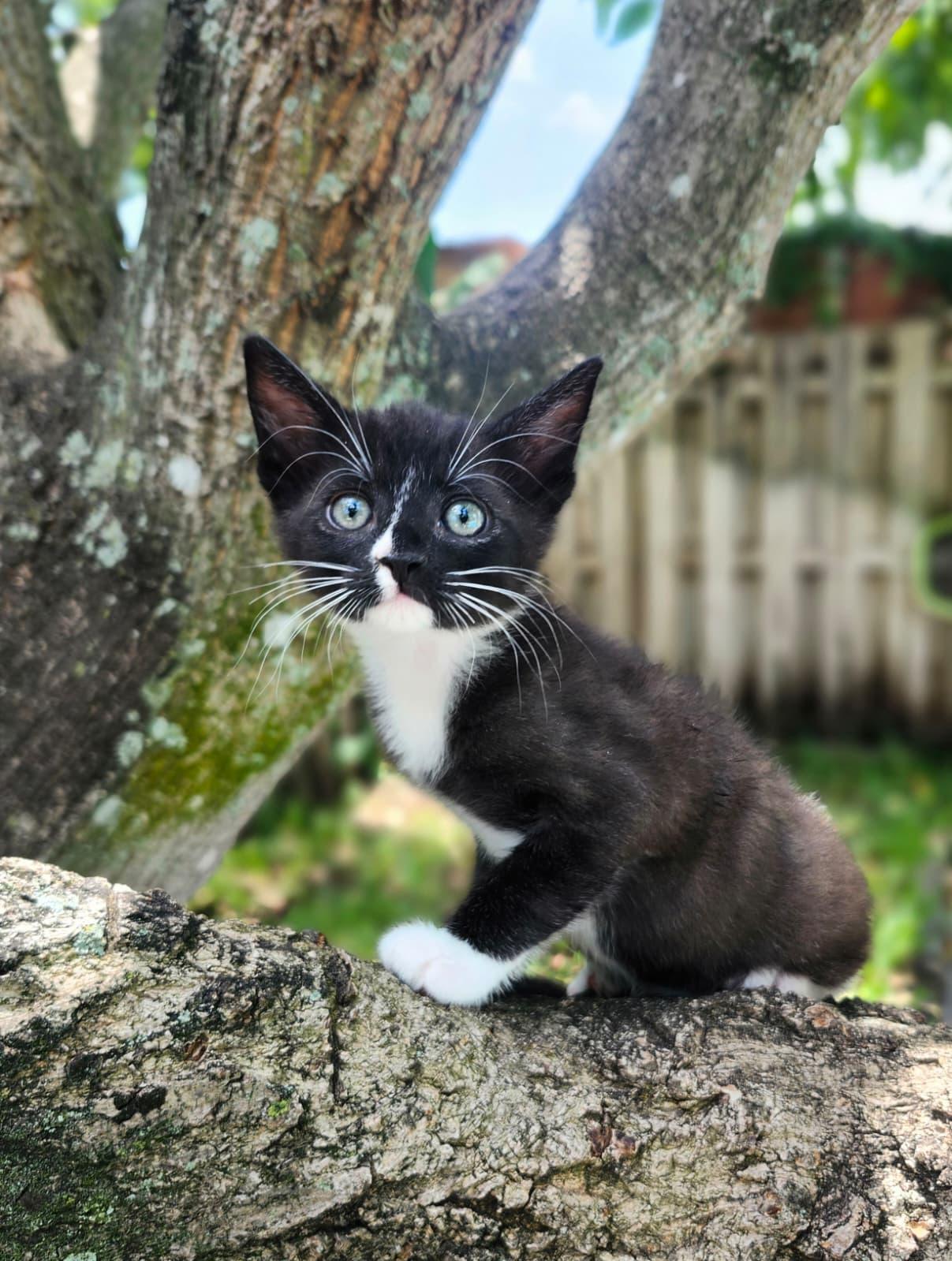 Enlarge Fresco, a ADOPTABLE Domestic Short Hair in Sunrise, FL image 2/4