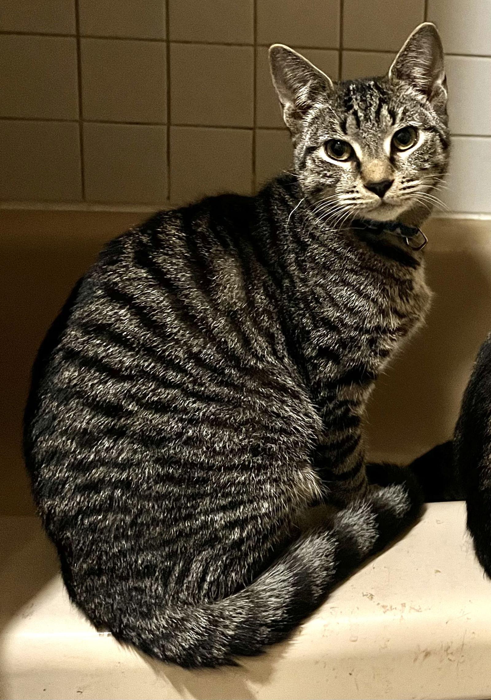 Sophie- good with dogs, Adoptable, Young Female Domestic Short Hair.