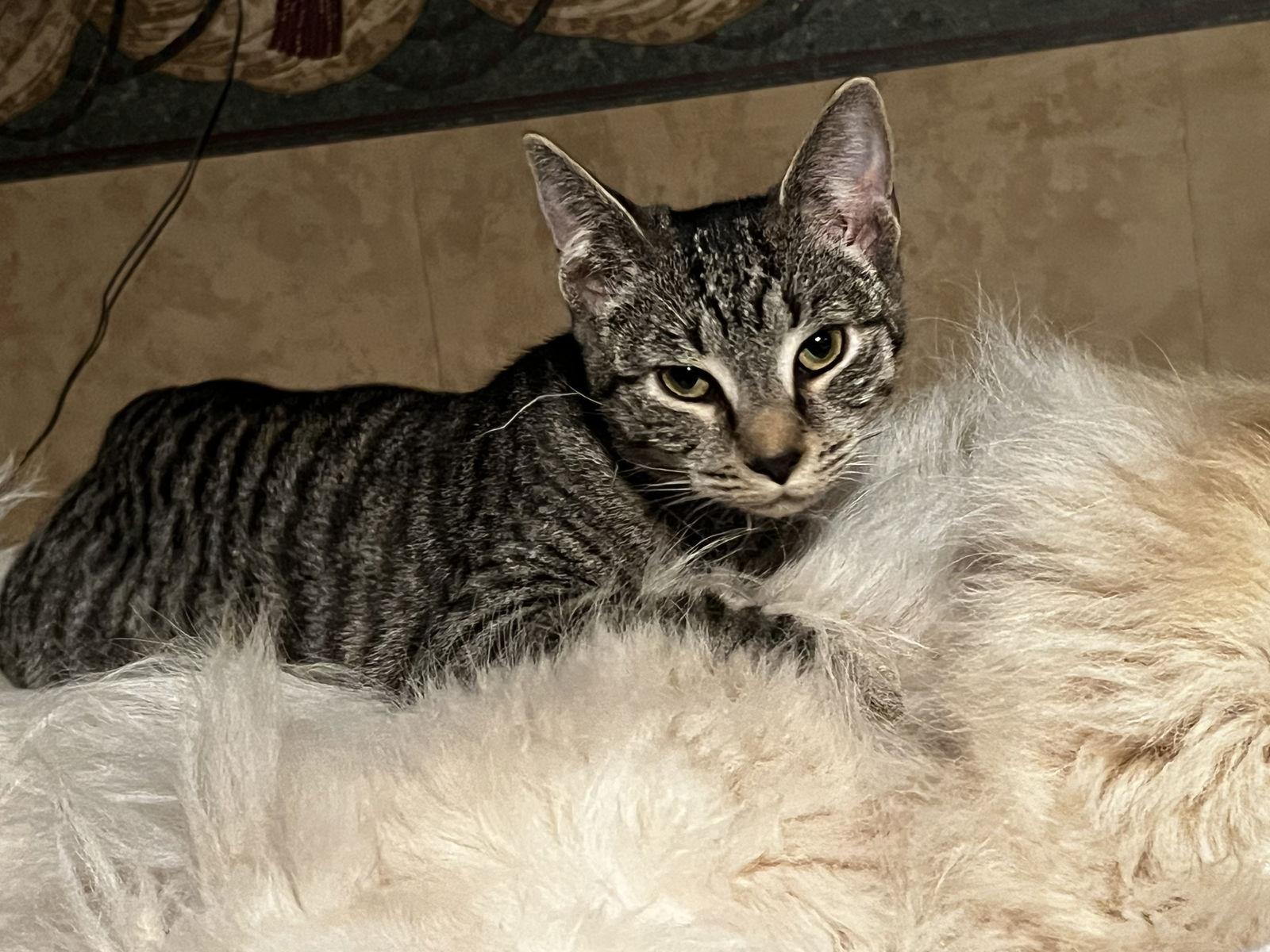 Sophie- good with dogs, a Adoptable Domestic Short Hair in Broomall, PA image 2/2