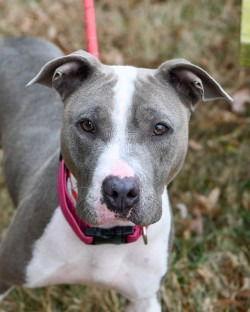 Enlarge DA 27 Velma, a Adoptable Terrier in Glen Allen, VA image 2/3