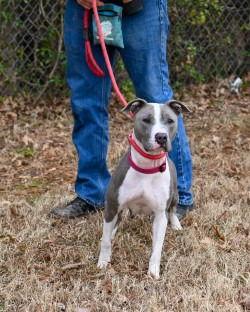Enlarge DA 27 Velma, a Adoptable Terrier in Glen Allen, VA image 3/3
