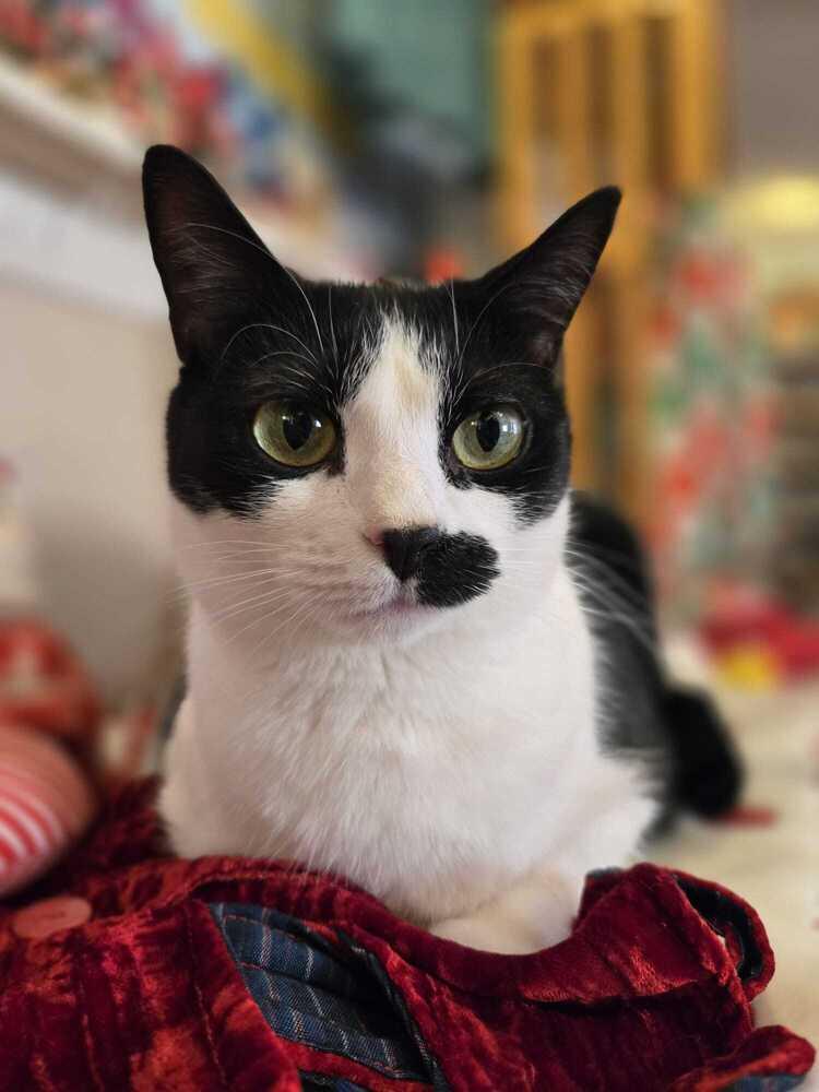 Enlarge Suki, a Adoptable Domestic Short Hair in Skippack, PA image 2/6