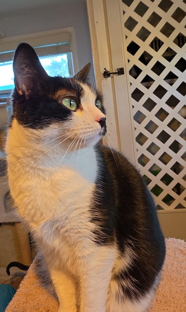 Enlarge Suki, a Adoptable Domestic Short Hair in Skippack, PA image 1/6