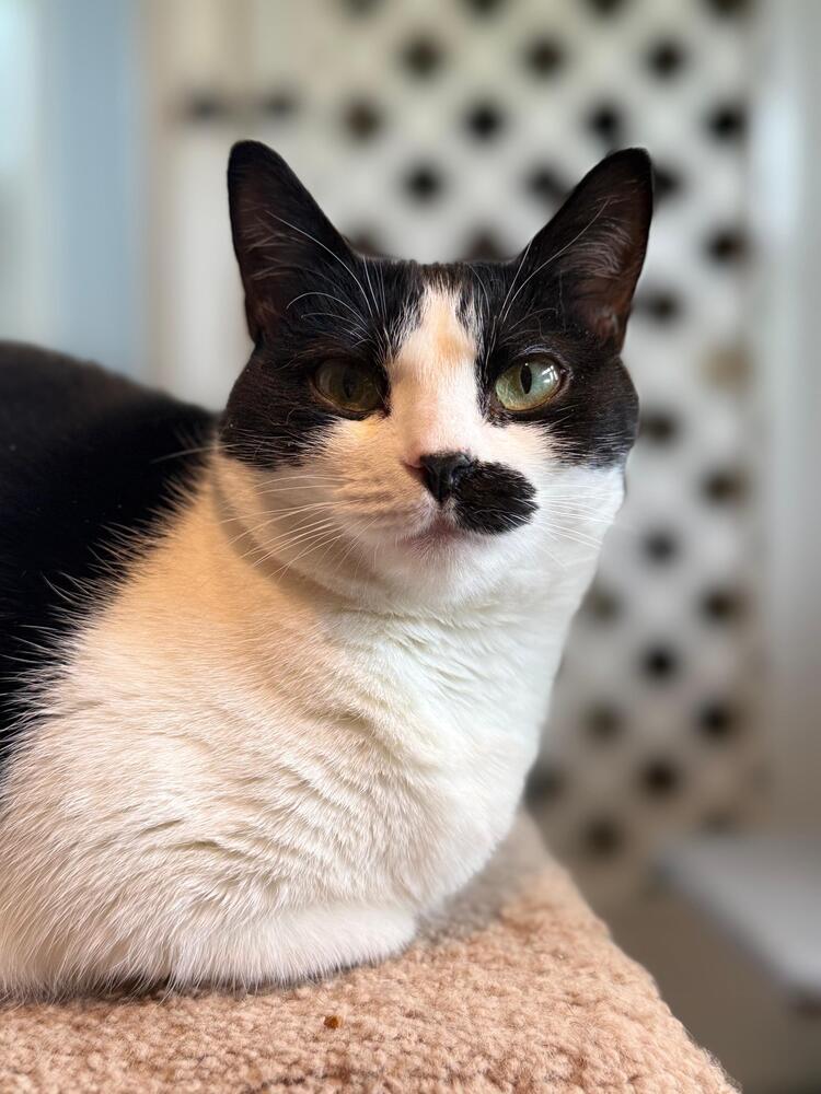 Enlarge Suki, a Adoptable Domestic Short Hair in Skippack, PA image 2/6