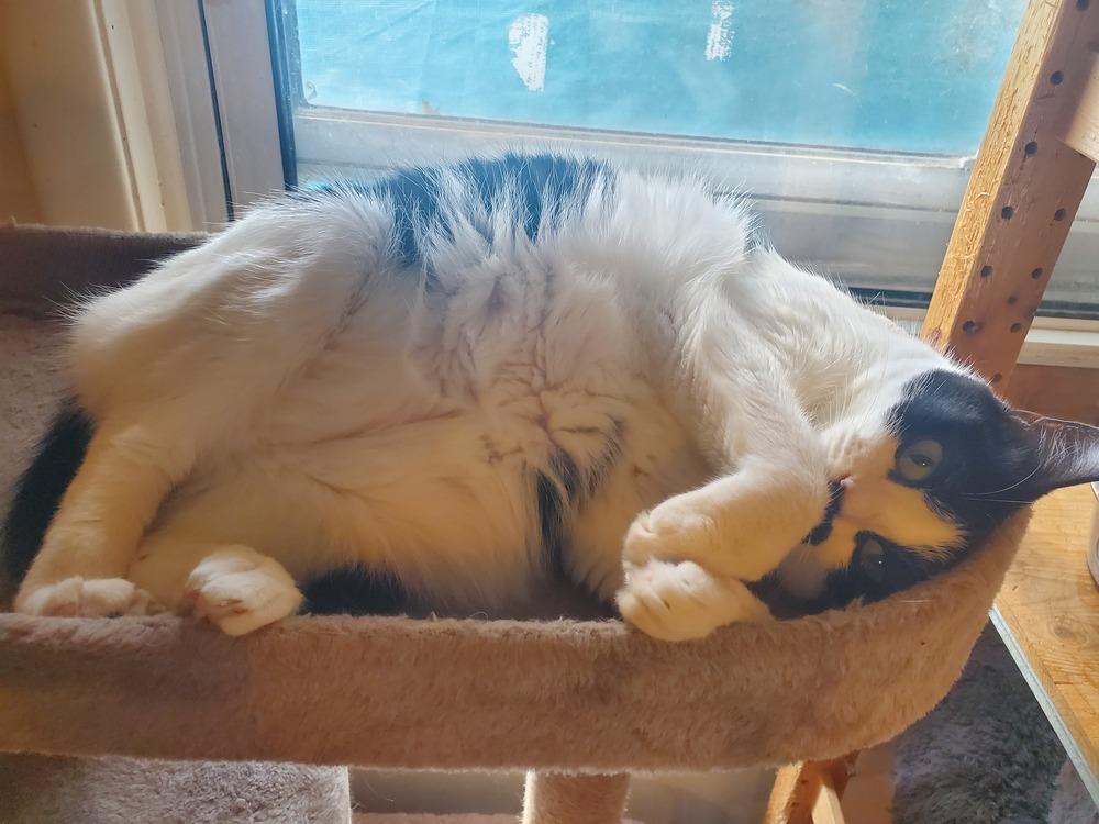 Enlarge Suki, a Adoptable Domestic Short Hair in Skippack, PA image 3/6