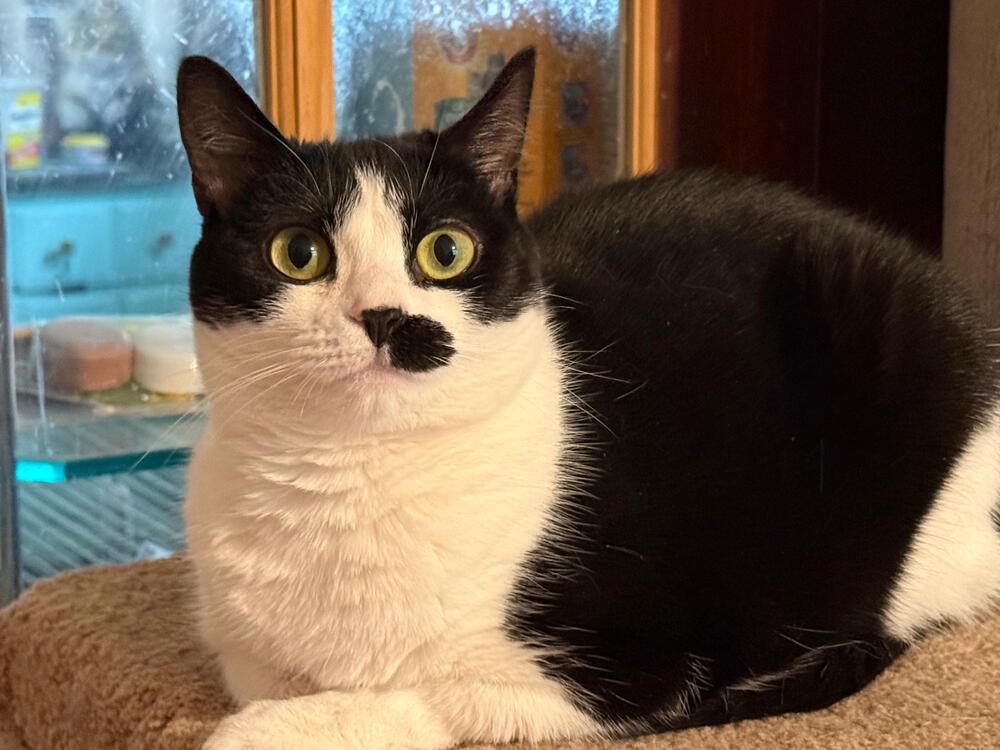 Enlarge Suki, a Adoptable Domestic Short Hair in Skippack, PA image 4/6