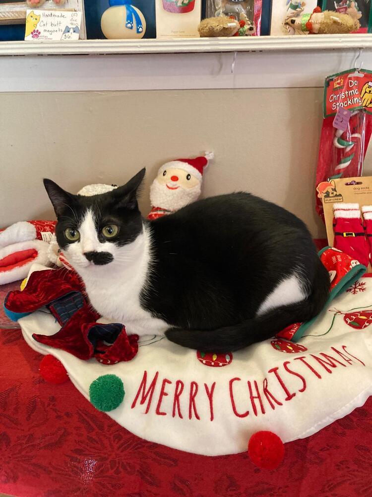 Enlarge Suki, a Adoptable Domestic Short Hair in Skippack, PA image 5/6