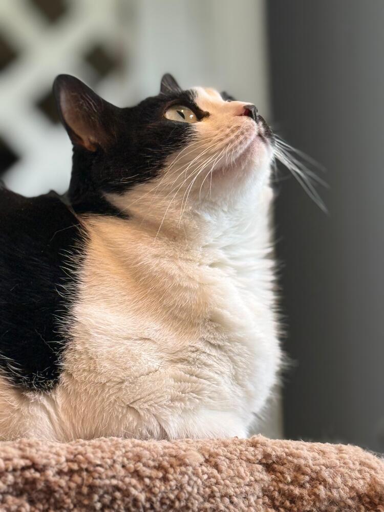 Enlarge Suki, a Adoptable Domestic Short Hair in Skippack, PA image 6/6